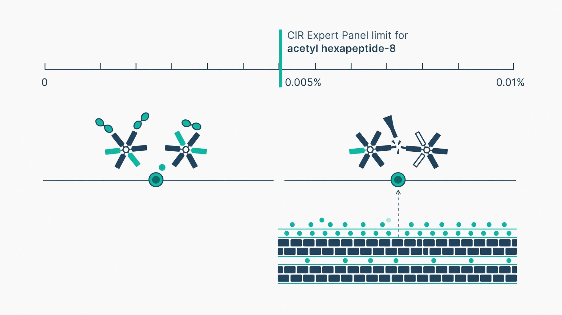 Scientific diagram and data graphic for Acetyl Hexapeptide-8 Safety Ceiling and SNARE Inhibition Mechanics Define Cosmetic Utility