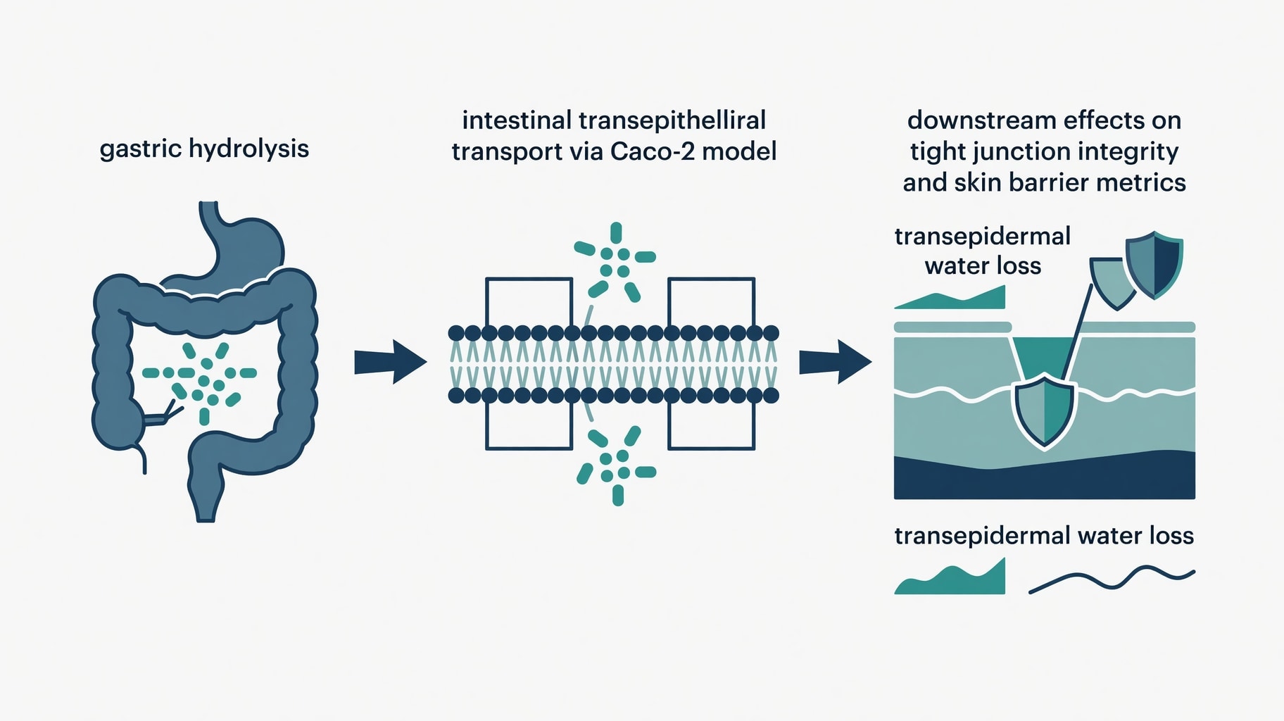Scientific diagram and data graphic for Oral Bioactive Peptides for Skin Health Require Verified GI Survival and Trials