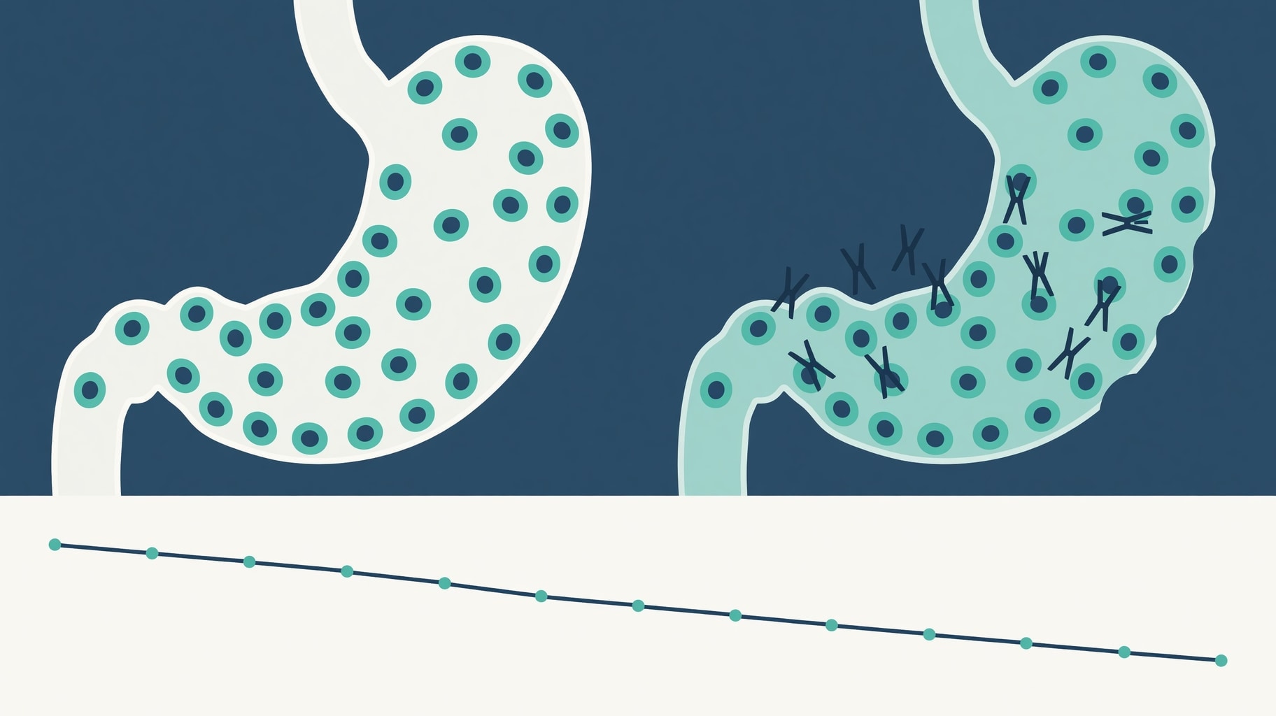 Scientific diagram and data graphic for Bryan Johnson Autoimmune Gastritis Diagnosis Confirmed by New York Times