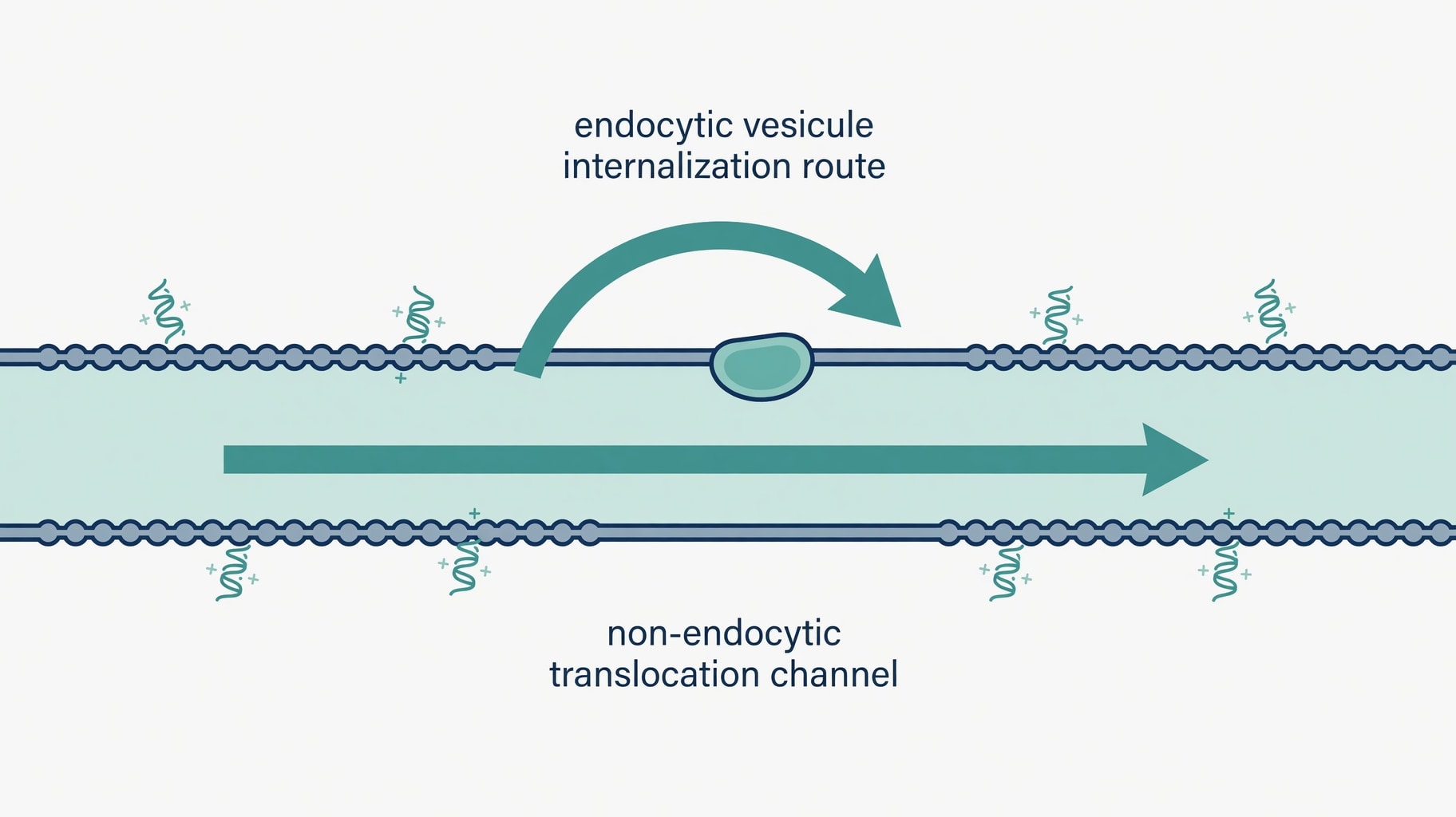 Scientific diagram and data graphic for Cell-Penetrating Peptides: Intracellular Delivery Mechanisms and Regulatory Evidence