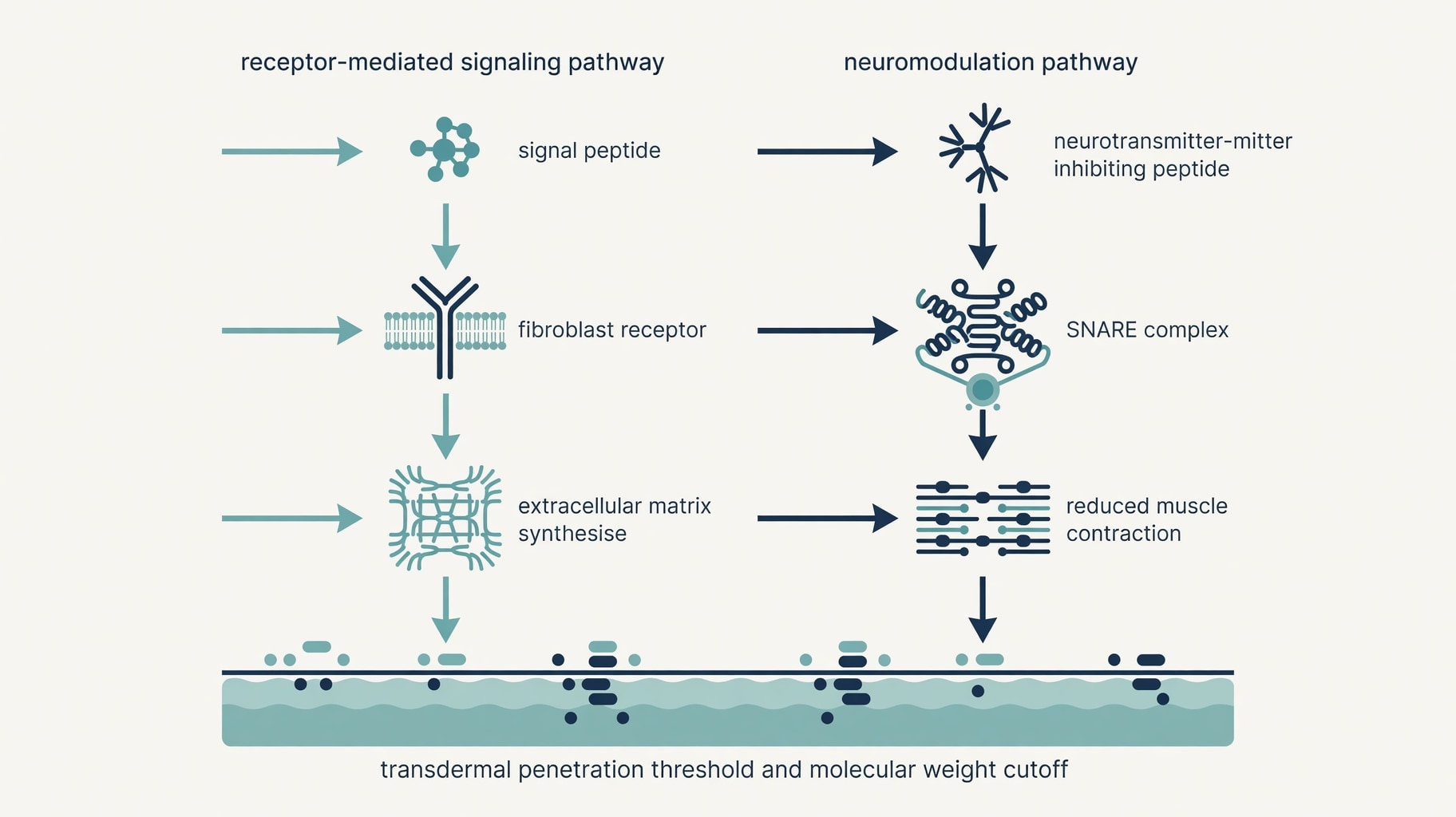 Scientific diagram and data graphic for Cosmetic Peptides Pharmacology: Receptor Mechanisms vs. Clinical Evidence Limits