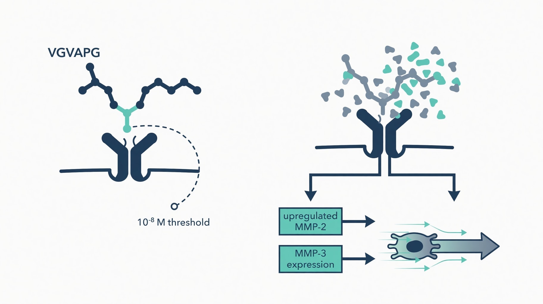 Scientific diagram and data graphic for VGVAPG Signaling Mechanics: ERC Binding Kinetics and Fibroblast Chemotaxis