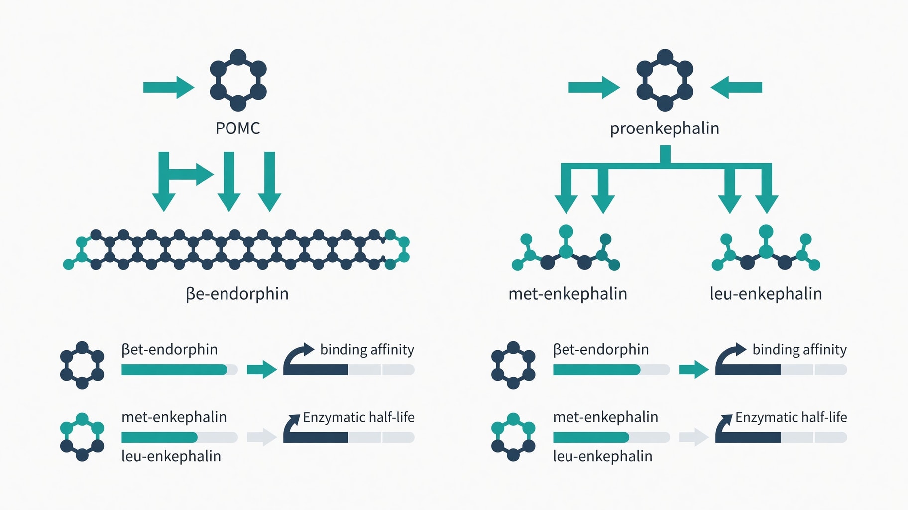 Scientific diagram and data graphic for Endorphins vs. Enkephalins: Biochemistry and Pain Modulation Explained