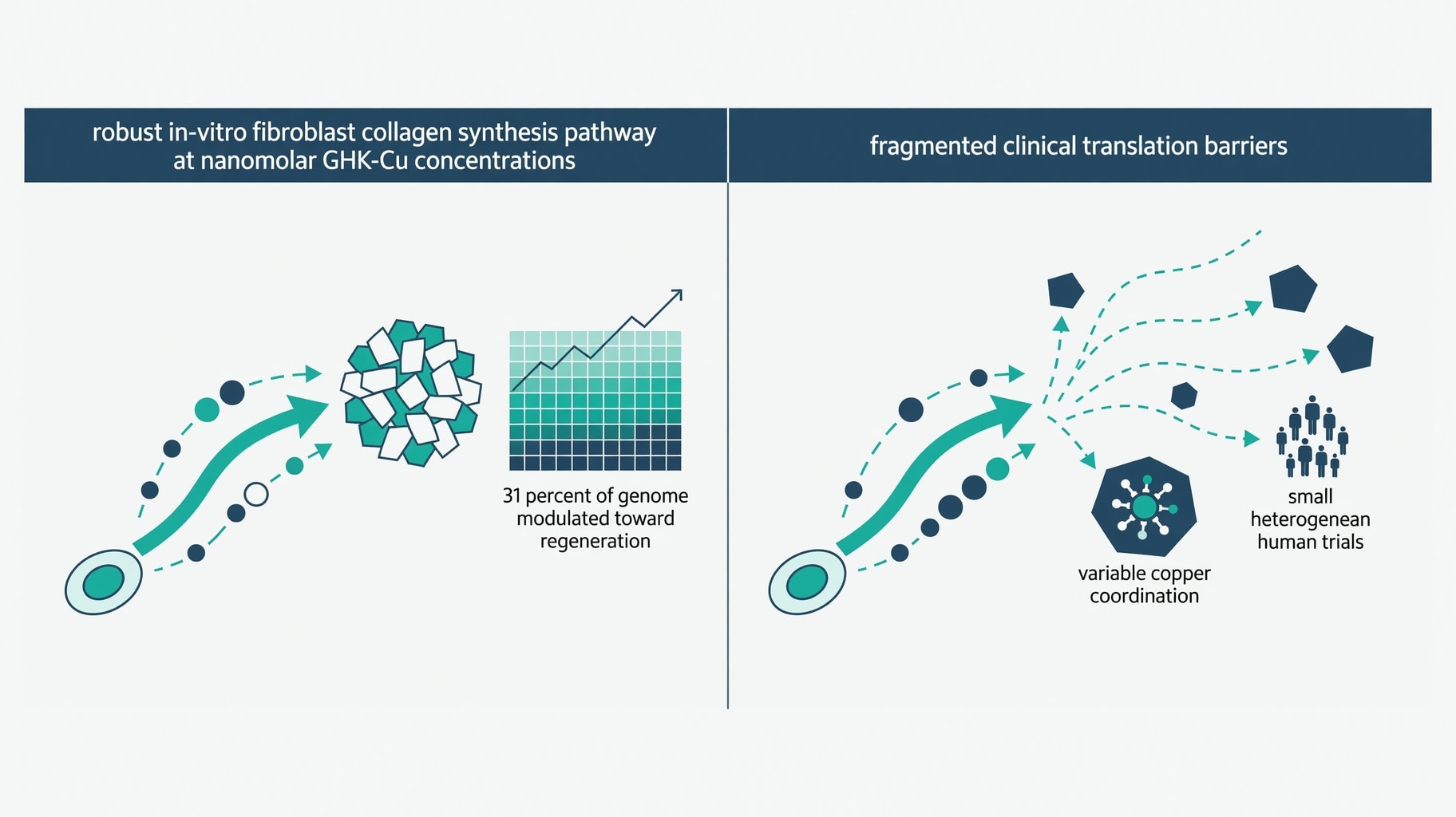 Scientific diagram and data graphic for GHK-Cu Evidence Base: Fibroblast Assays, Gene Profiling, and Clinical Limits