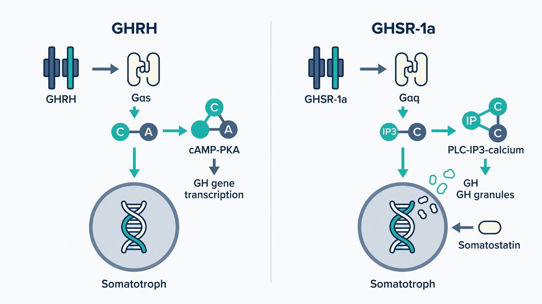 Scientific diagram and data graphic for GHRH and GHRP Secretagogues Operate Through Distinct Pituitary Receptor Pathways