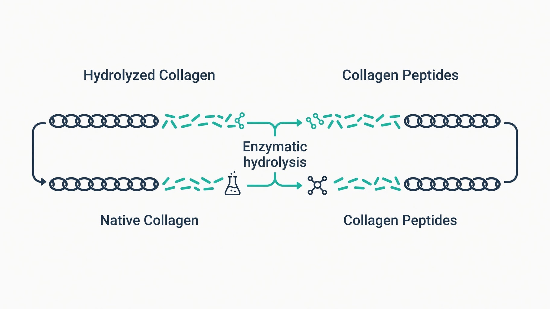 Scientific diagram and data graphic for Hydrolyzed Collagen Vs Collagen Peptides