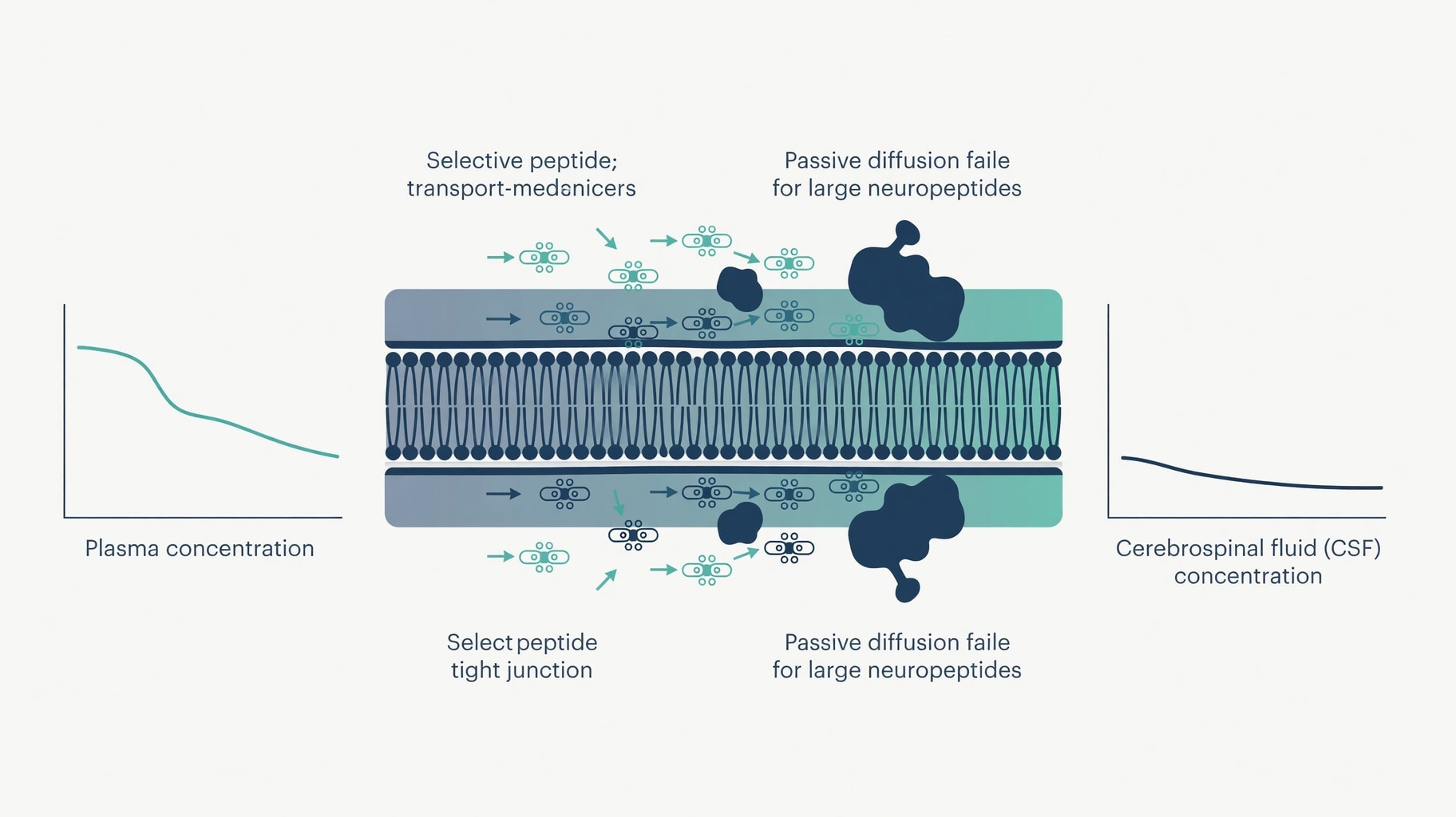 Scientific diagram and data graphic for Neuropeptide CNS Therapeutics: Blood-Brain Barrier Kinetics and Clinical Biomarkers