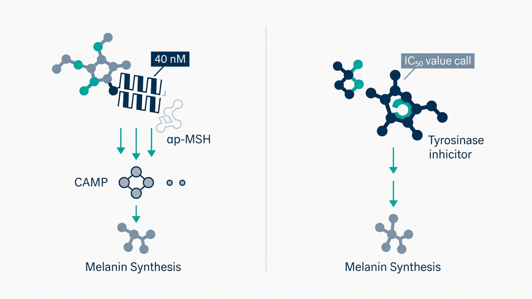 Scientific diagram and data graphic for Nonapeptide-1 Binds MC1R at 40 nM, but Human Efficacy Data Remains Sparse