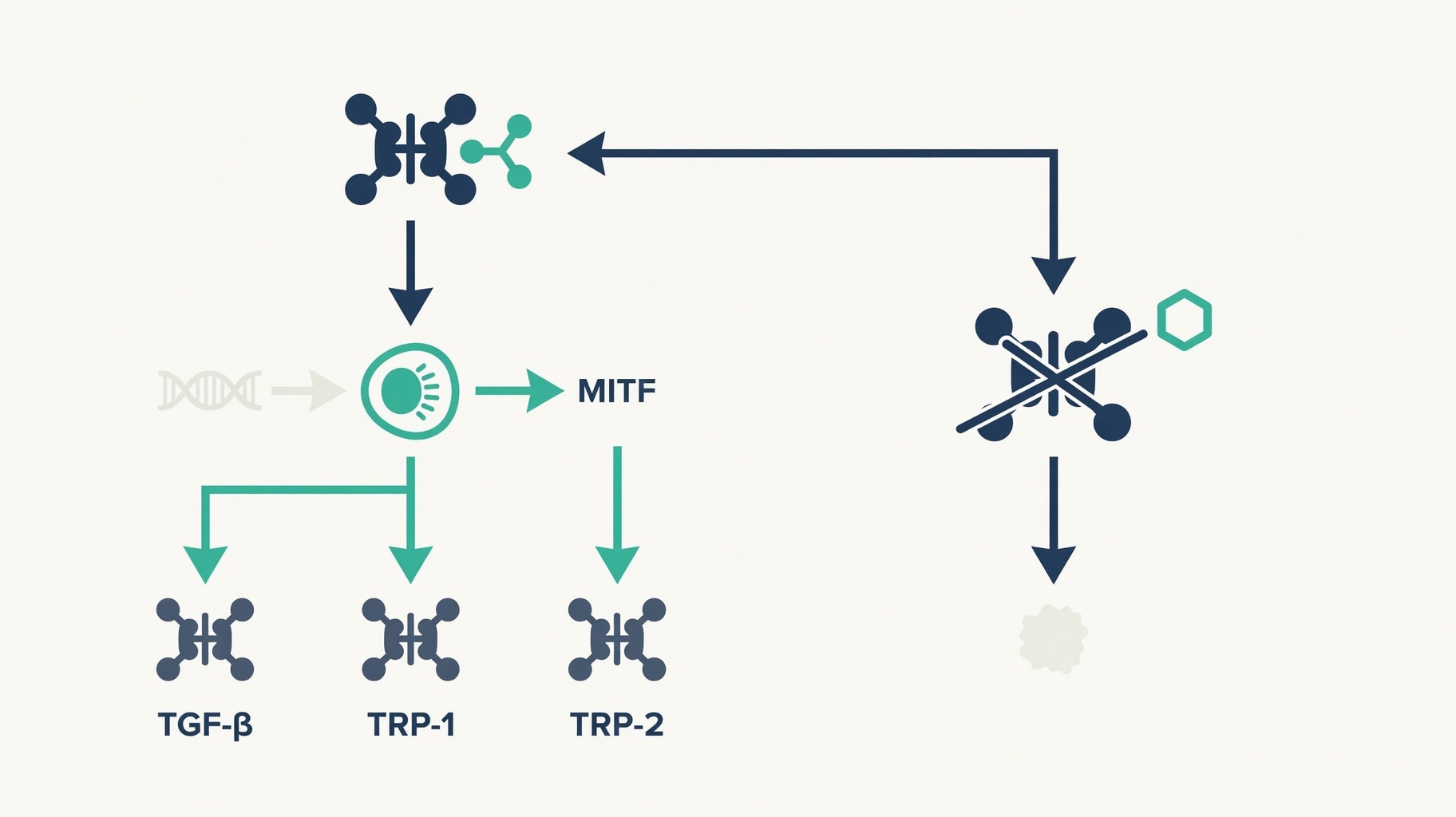 Scientific diagram and data graphic for Oligopeptide-68 Suppresses MITF Transcription to Treat Melasma Safely