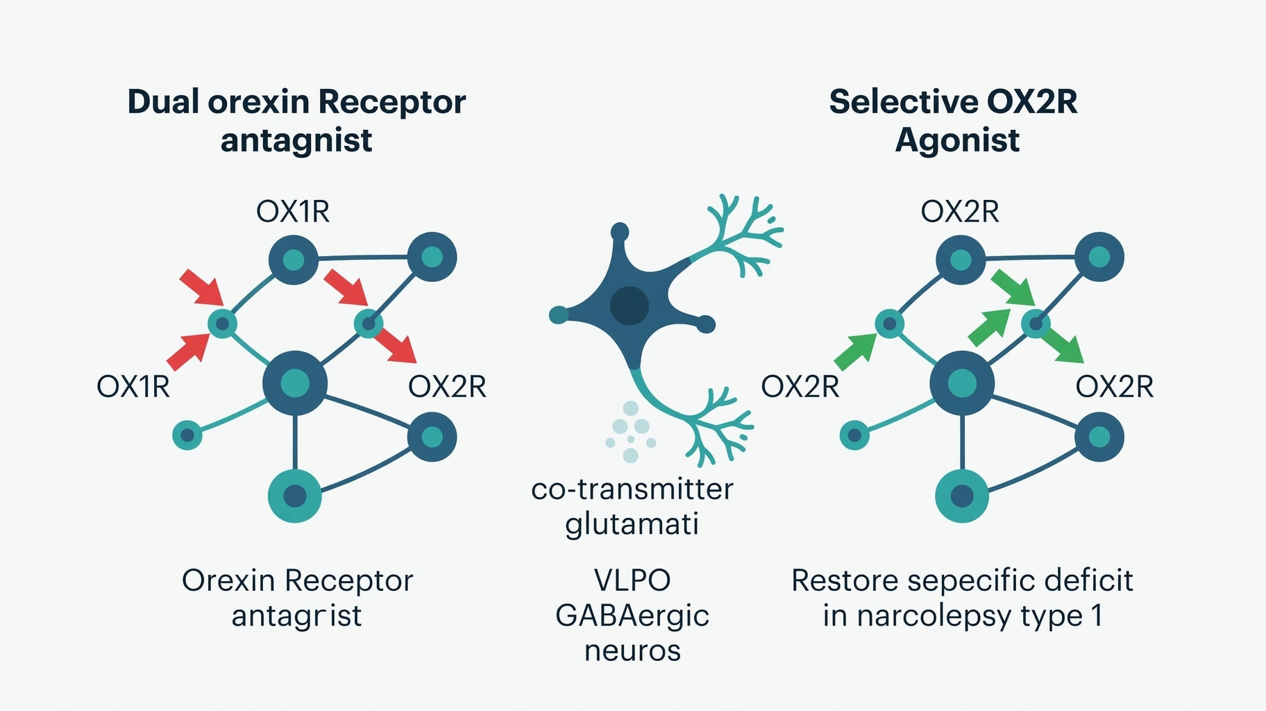 Scientific diagram and data graphic for Orexin Signaling Diverges Between Insomnia Antagonists and Narcolepsy Agonists
