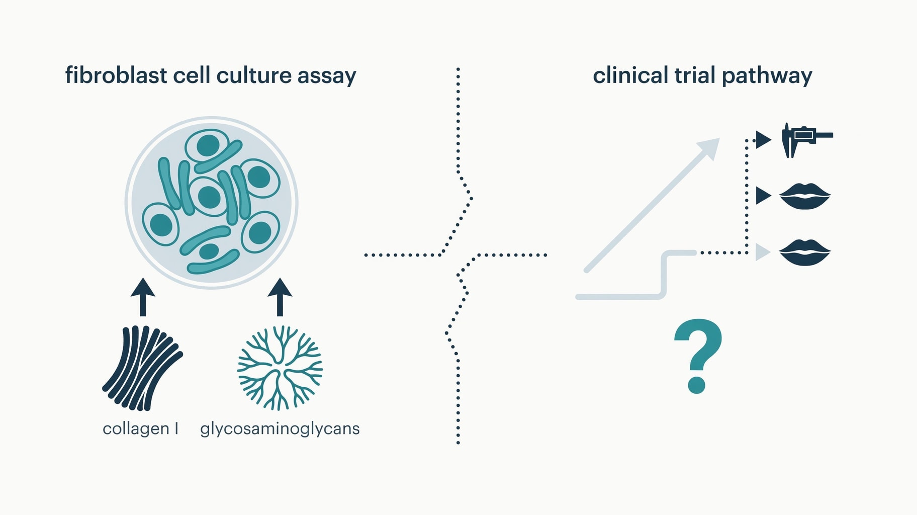 Scientific diagram and data graphic for Palmitoyl Tripeptide-1 Lip Claims Face Scrutiny Amid Clinical Gaps