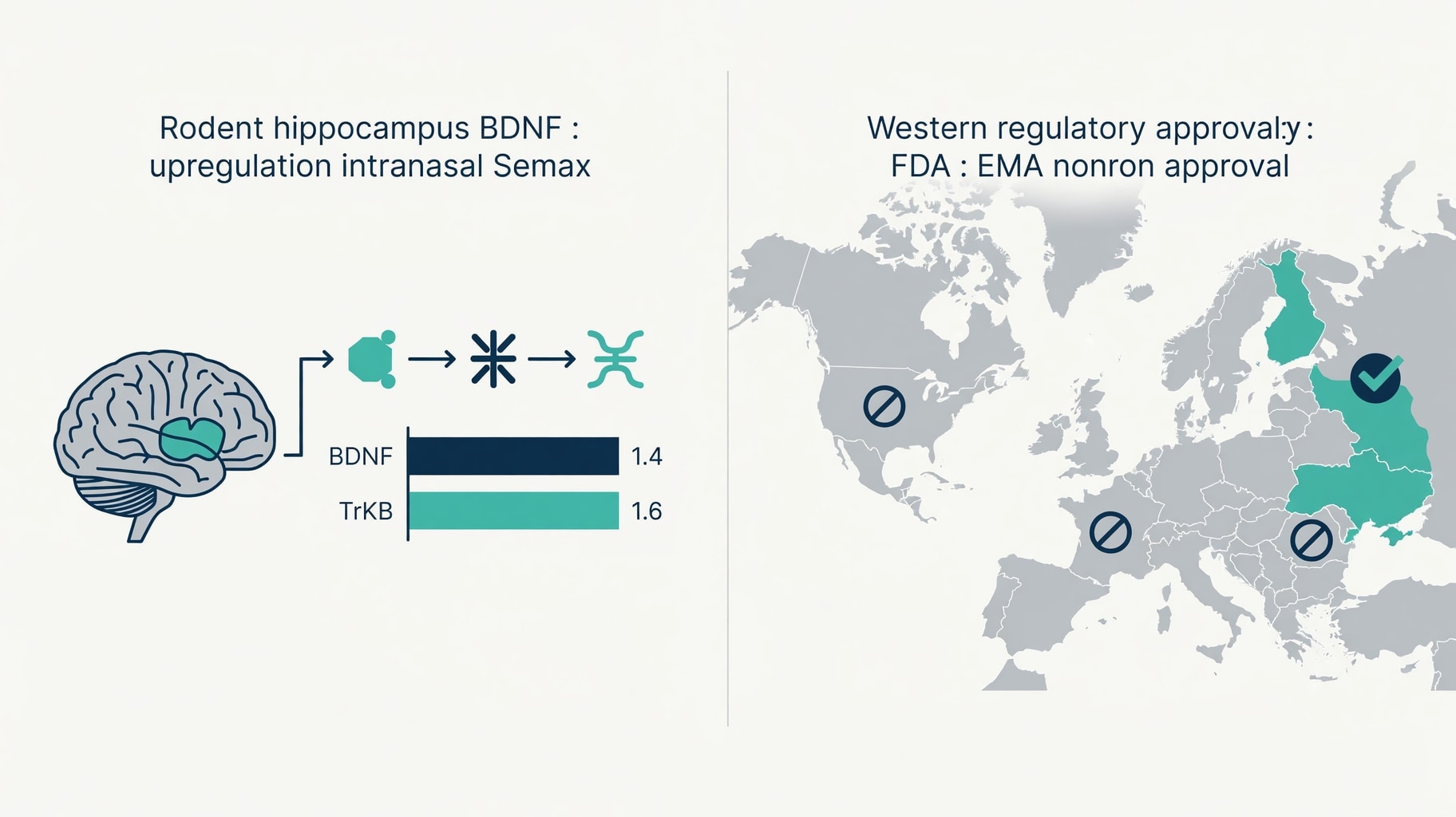 Scientific diagram and data graphic for Semax Pharmacology: BDNF Upregulation Evidence Versus Regulatory Divergence