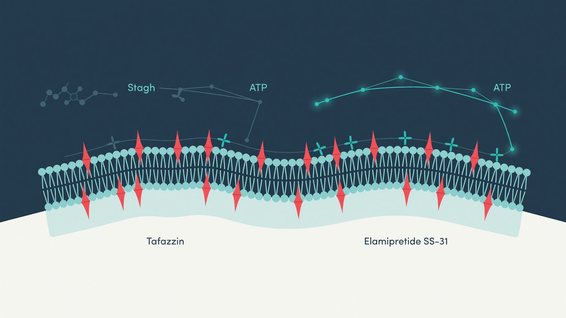 Scientific diagram and data graphic for FDA Accelerated Approval Defines Elamipretide SS-31 Cardiolipin Pharmacology