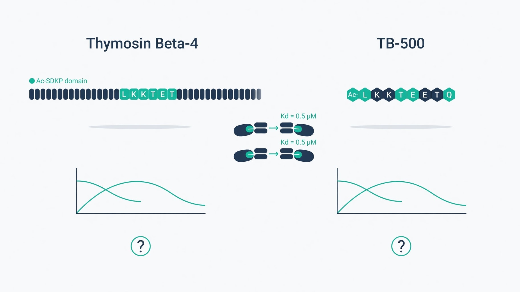 Scientific diagram and data graphic for TB-500 Fragment Versus Thymosin Beta-4: Actin Mechanisms and Evidence Gaps