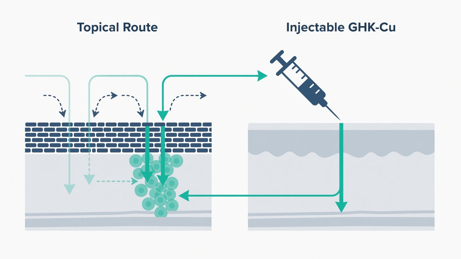 Scientific diagram and data graphic for Topical Versus Injectable GHK-Cu: Franz Cell Diffusion Data and Regulatory Evidence Gaps