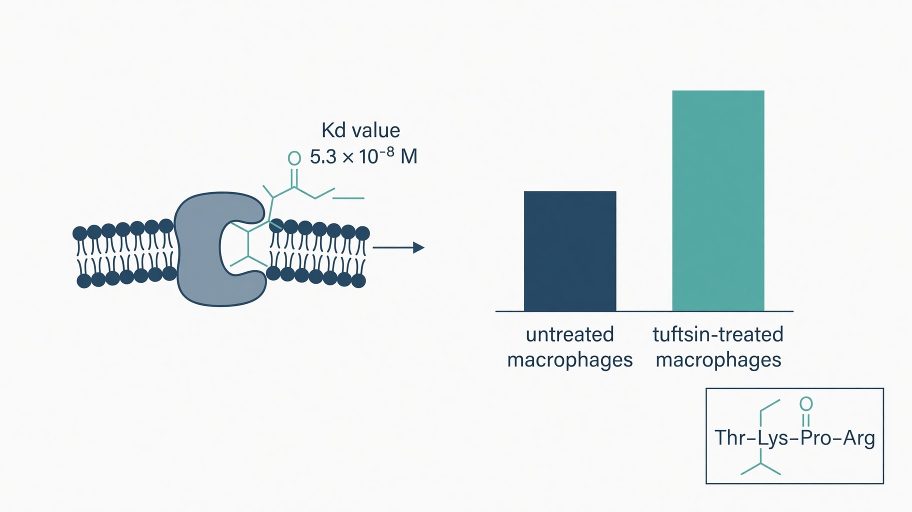 Scientific diagram and data graphic for Tuftsin Macrophage Activation: Neuropilin-1 Kinetics vs Clinical Efficacy